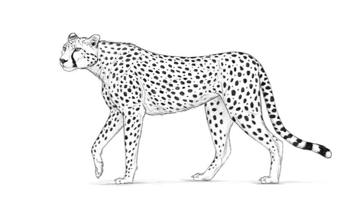 Beste Hoe een Cheetah te tekenen / Ontwerp & illustratie | Website WU-73
