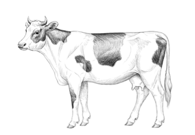 Nieuw Hoe een koe te tekenen / Ontwerp & illustratie | Website GY-65