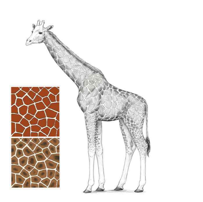 Goede Hoe een Giraf en een Girafpatroon te tekenen / Ontwerp EU-86
