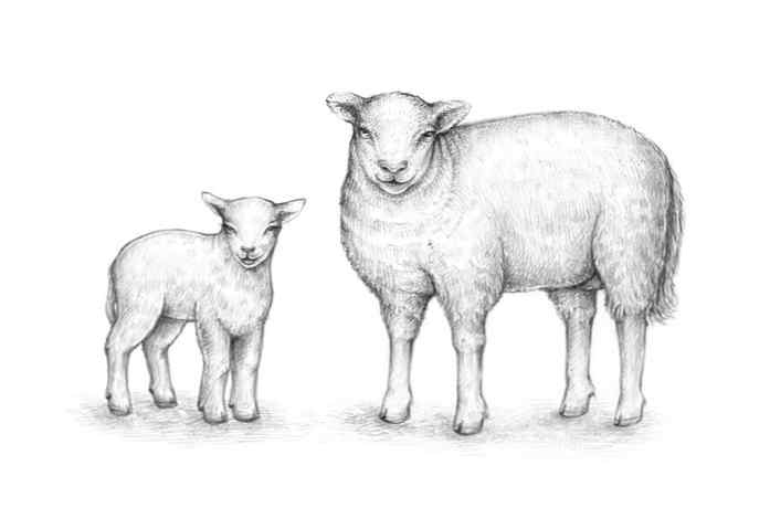 Verwonderlijk Hoe een schaap te tekenen / Ontwerp & illustratie | Website LK-17