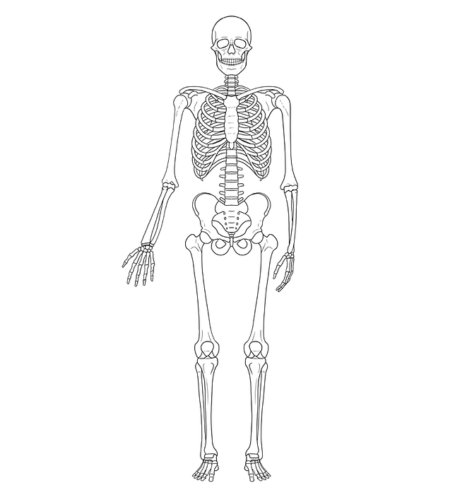 Skeleton drawings, Skeleton art drawing, Simple skeleton drawing