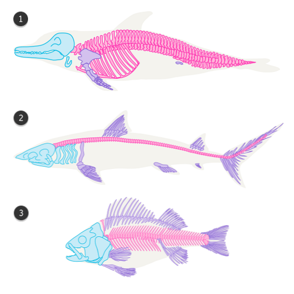 Wie Zeichnet Man Tiere Delfine Wale Und Schweinswale Design Illustration Website Entwicklung Computerspiele Und Mobile Anwendungen