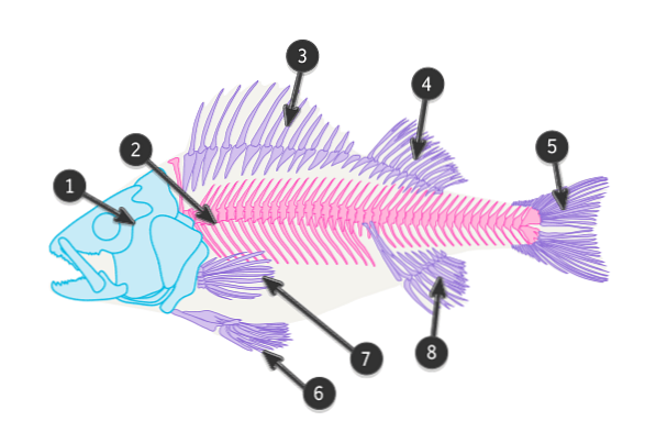 Wie Zeichnet Man Tiere Fische Und Haie Design Illustration Website Entwicklung Computerspiele Und Mobile Anwendungen