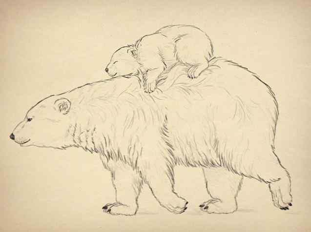 Come Disegnare Animali Orsi E Panda E La Loro Anatomia
