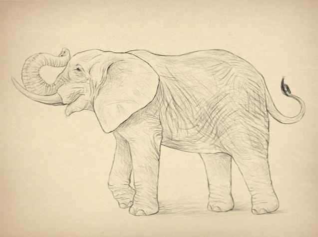 Come Disegnare Animali Elefanti Loro Specie E Anatomia