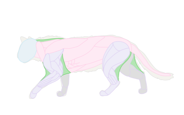 Comment Dessiner Des Animaux Les Chats Et Leur Anatomie Design Et Illustration Developpement De Sites Web Jeux Informatiques Et Applications Mobiles