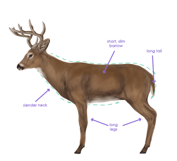 Come Disegnare Animali Cervi Specie E Anatomia Design E Illustrazione Sviluppo Di Siti Web Giochi Per Computer E Applicazioni Mobili