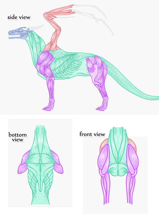 Rawr Come Disegnare Un Drago Anatomicamente Corretto