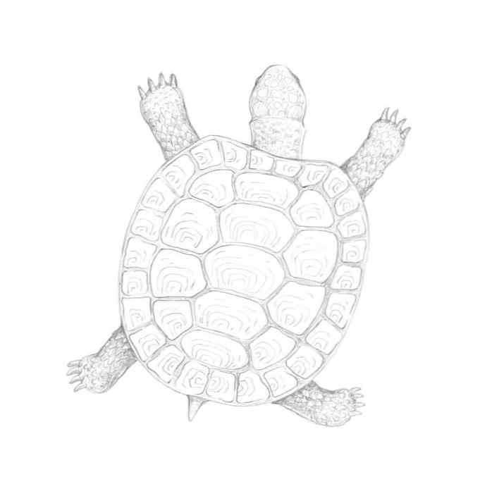 Schildkröte Zeichnen Bleistift