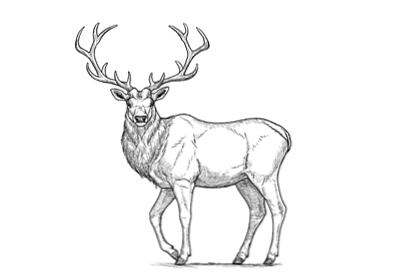 Come Disegnare Un Cervo Passo Dopo Passo Design E