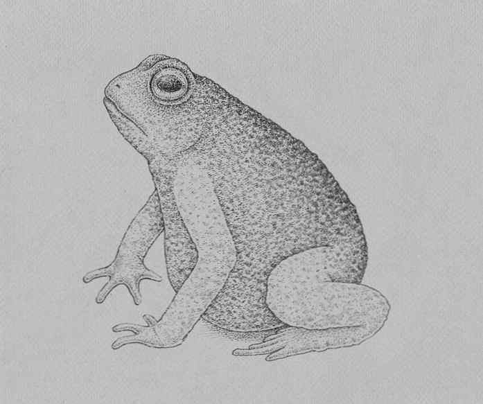 Wie Zeichnet Man Einen Frosch Schritt Fur Schritt Design Illustration Website Entwicklung Computerspiele Und Mobile Anwendungen